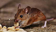 24 Hour & Emergency Exterminators in Oilville, VA